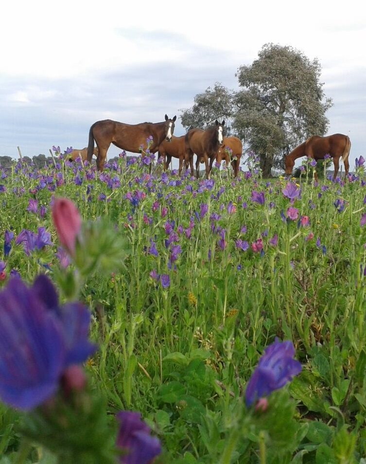 Caballos entre flores en El Cardo